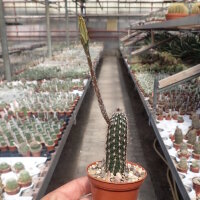 Setiechinopsis mirabilis