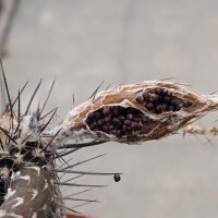 Setiechinopsis mirabilis