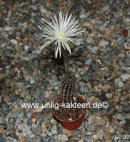 Setiechinopsis mirabilis