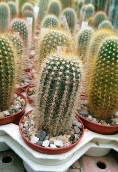 Micranthocereus estevesii