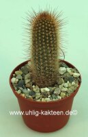 Micranthocereus estevesii