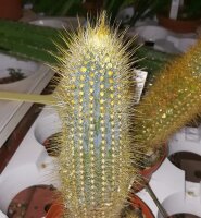 Micranthocereus estevesii