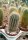 Micranthocereus estevesii