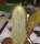 Micranthocereus estevesii