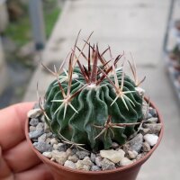 Stenocactus crispatus f. anfractuosus Patria Nueva,...