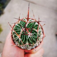 Stenocactus crispatus f. anfractuosus Patria Nueva,...