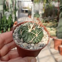 Stenocactus crispatus f. anfractuosus Patria Nueva, Hidalgo, Mexico