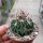 Stenocactus crispatus f. anfractuosus Patria Nueva, Hidalgo, Mexico