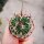 Stenocactus crispatus f. anfractuosus Patria Nueva, Hidalgo, Mexico