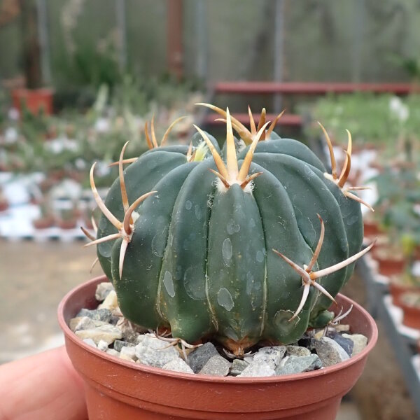 Stenocactus coptonogonus Fresnillo to Valparaiso, Zacatecas, Mexico