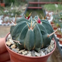 Stenocactus coptonogonus Fresnillo to Valparaiso,...