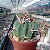 Stenocactus coptonogonus Fresnillo to Valparaiso, Zacatecas, Mexico