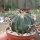 Stenocactus coptonogonus Fresnillo to Valparaiso, Zacatecas, Mexico