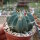 Stenocactus coptonogonus Fresnillo to Valparaiso, Zacatecas, Mexico