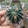 Stenocactus coptonogonus Fresnillo to Valparaiso, Zacatecas, Mexico