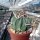 Stenocactus coptonogonus Fresnillo to Valparaiso, Zacatecas, Mexico