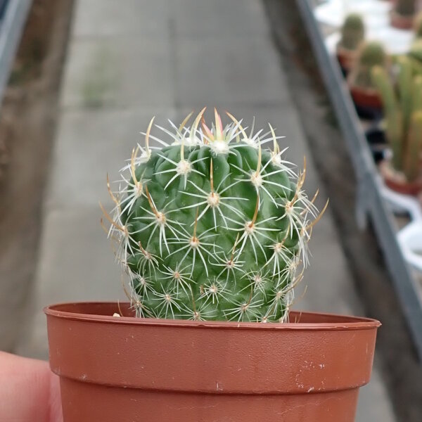 Stenocactus crispatus (syn. Echinofossulocactus crispatus)