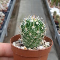 Stenocactus crispatus (syn. Echinofossulocactus crispatus)