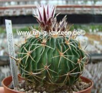 Stenocactus crispatus f. guerraianus
