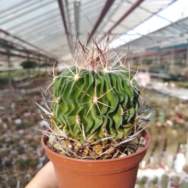 Stenocactus crispatus f. lamellosus