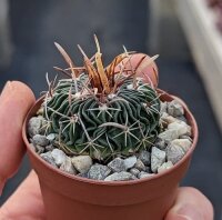 Stenocactus multicostatus f. erectocentrus Doctor Arroyo - Mier y Noriega, Nuevo Leon, Mexico
