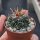 Stenocactus multicostatus f. erectocentrus Doctor Arroyo - Mier y Noriega, Nuevo Leon, Mexico