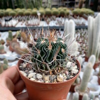 Stenocactus multicostatus
