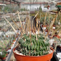 Stenocactus multicostatus