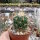 Stenocactus multicostatus