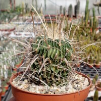 Stenocactus multicostatus f. lloydii