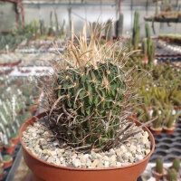 Stenocactus multicostatus f. lloydii