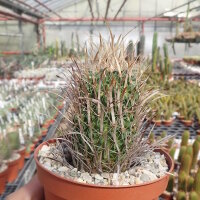 Stenocactus multicostatus f. lloydii