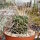 Stenocactus multicostatus f. lloydii