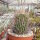 Stenocactus multicostatus f. lloydii