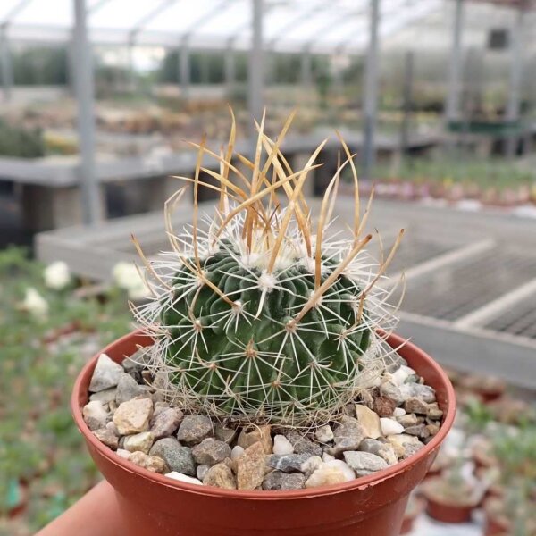 Stenocactus multicostatus f. erectocentrus SB 286