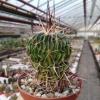Stenocactus multicostatus f. erectocentrus SB 286