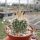 Stenocactus multicostatus f. erectocentrus SB 286