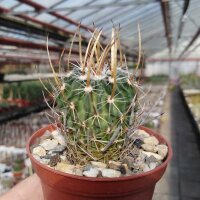 Stenocactus obvallatus