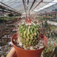Stenocactus ochoterenaus