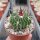 Stenocactus ochoterenaus