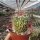 Stenocactus ochoterenaus