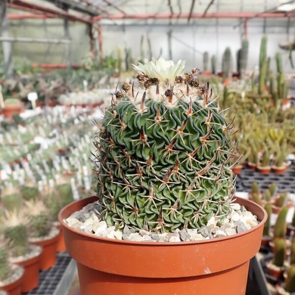 Stenocactus phyllacanthus