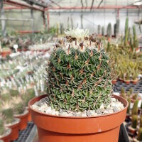 Stenocactus phyllacanthus
