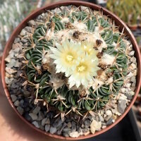 Stenocactus phyllacanthus
