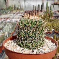 Stenocactus phyllacanthus
