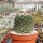 Stenocactus phyllacanthus