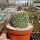 Stenocactus phyllacanthus