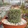 Stenocactus phyllacanthus