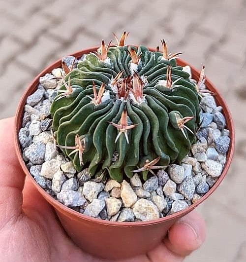 Stenocactus obvallatus f. pentacanthus Tula, Tamaulipas, Mexico