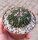 Stenocactus obvallatus f. pentacanthus Tula, Tamaulipas, Mexico